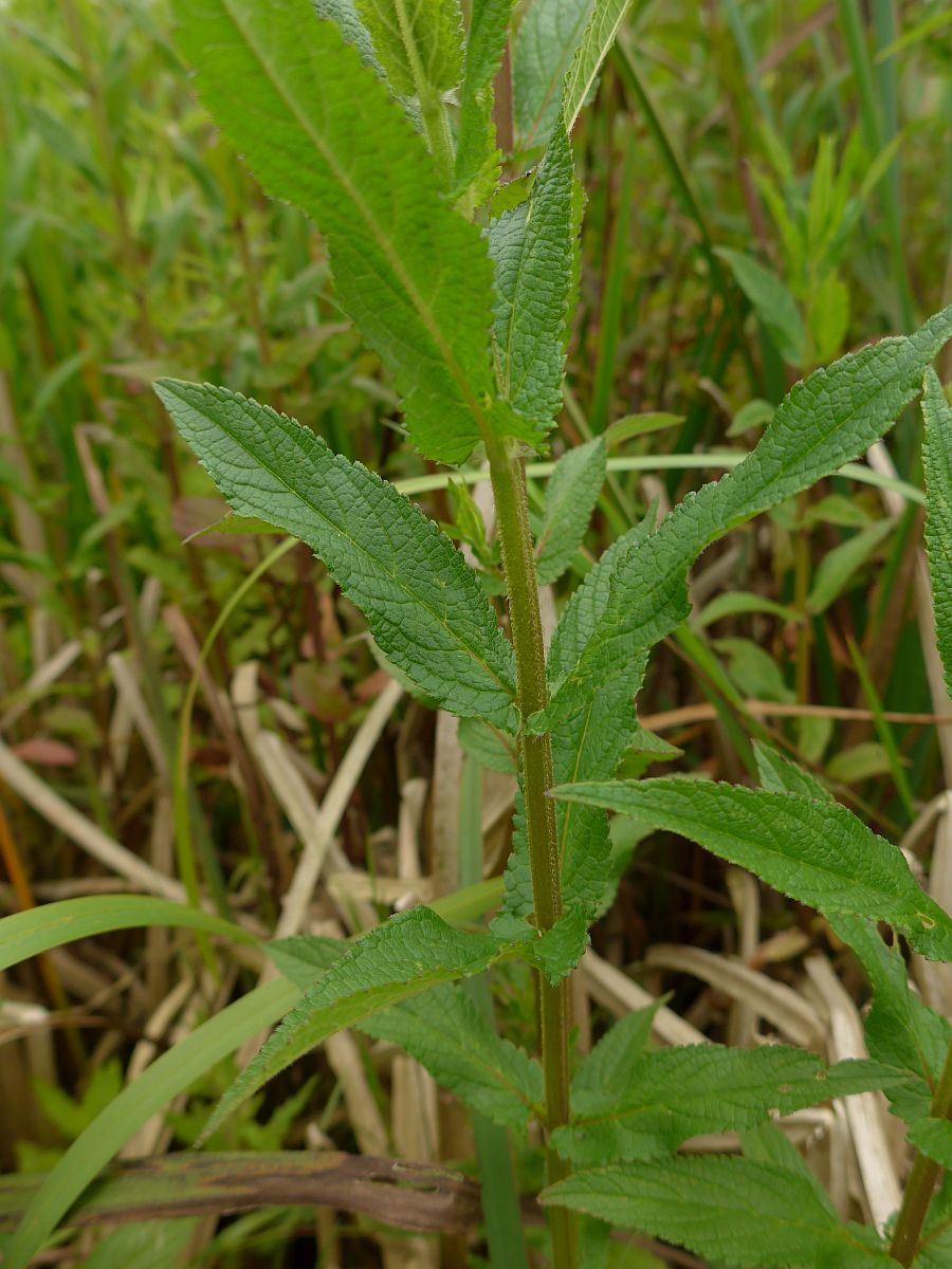 Stachys palustris (door Hanneke Waller)