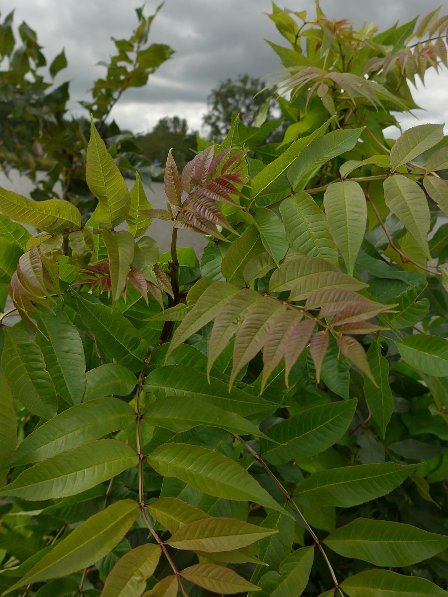 Fraxinus excelsior (door Hanneke Waller)