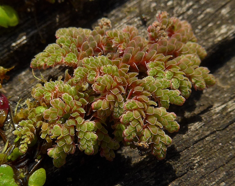 Azolla filiculoides (door Hanneke Waller)