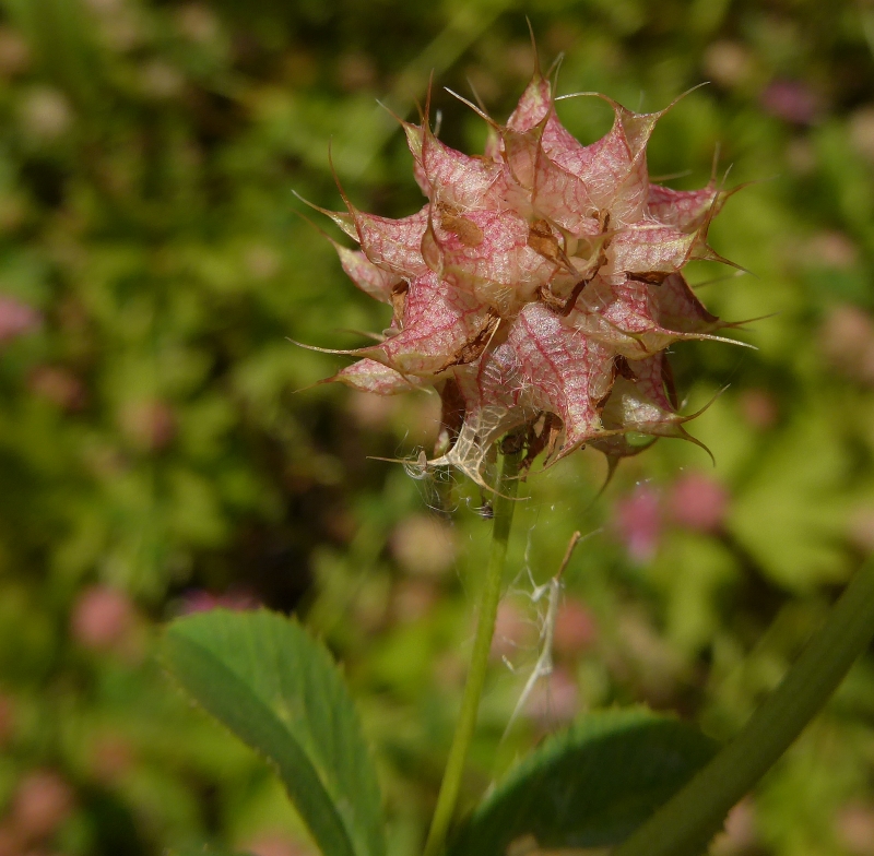Trifolium resupinatum (door Hanneke Waller)