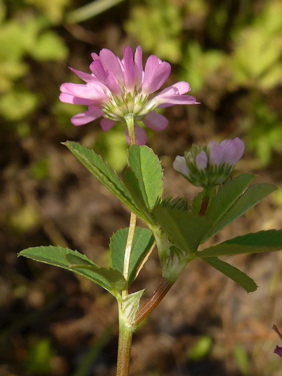 Trifolium resupinatum (door Hanneke Waller)