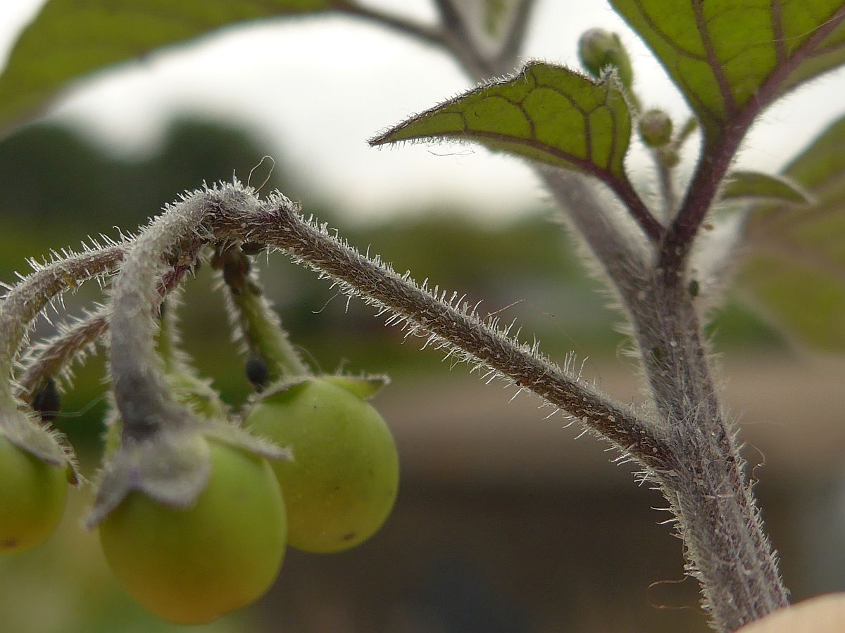 Solanum nigrum subsp. schultesii (door Hanneke Waller)