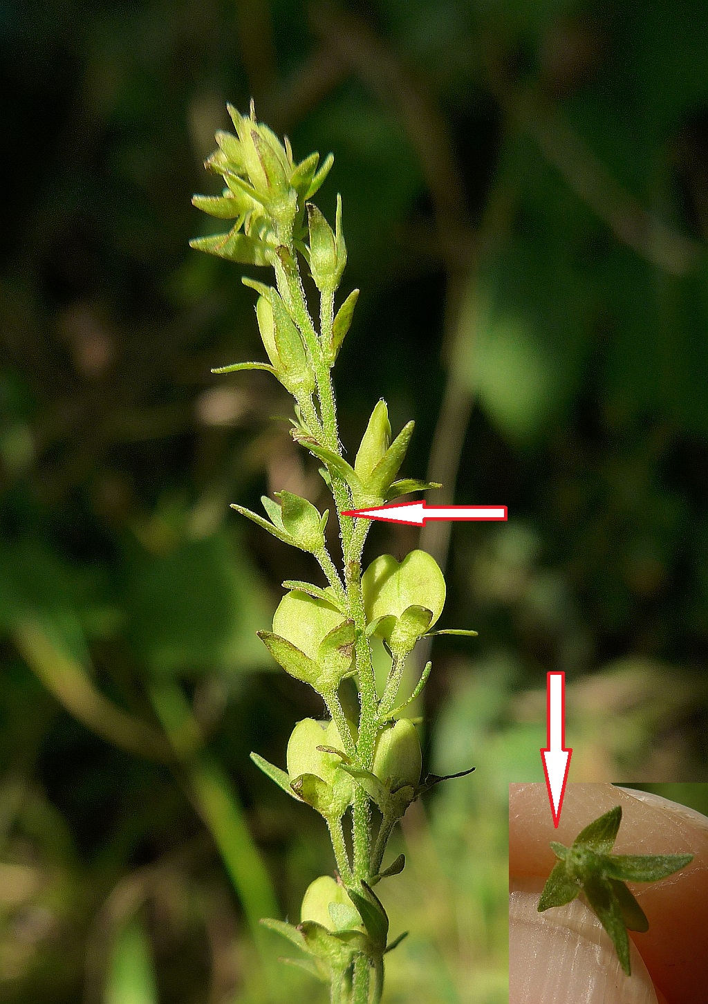 Veronica austriaca subsp. teucrium (door Hanneke Waller)