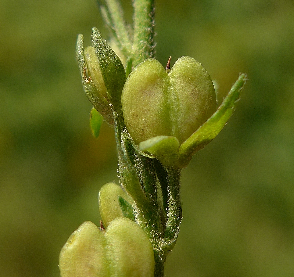 Veronica austriaca subsp. teucrium (door Hanneke Waller)