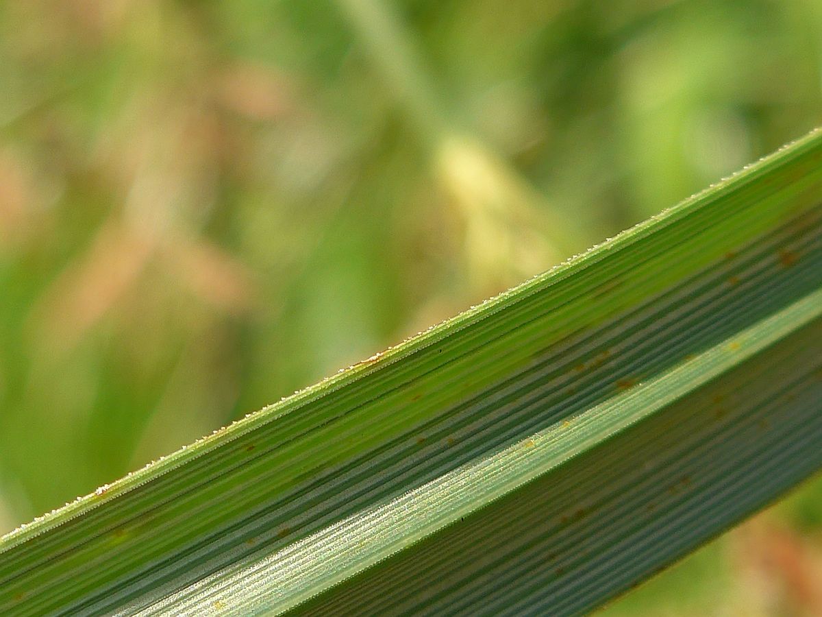 Cyperus longus (door Hanneke Waller)