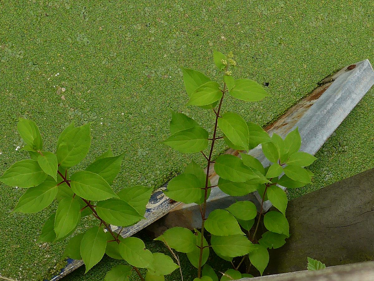 Hydrangea paniculata (door Hanneke Waller)