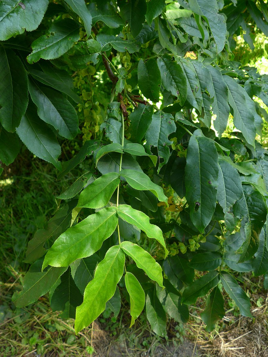 Pterocarya fraxinifolia (door Hanneke Waller)