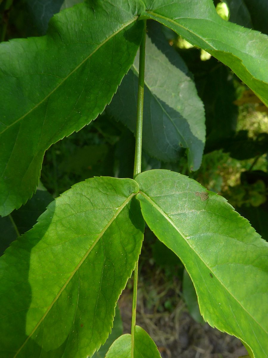 Pterocarya fraxinifolia (door Hanneke Waller)