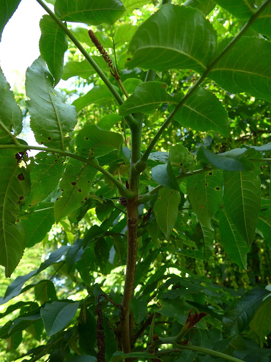 Pterocarya fraxinifolia (door Hanneke Waller)