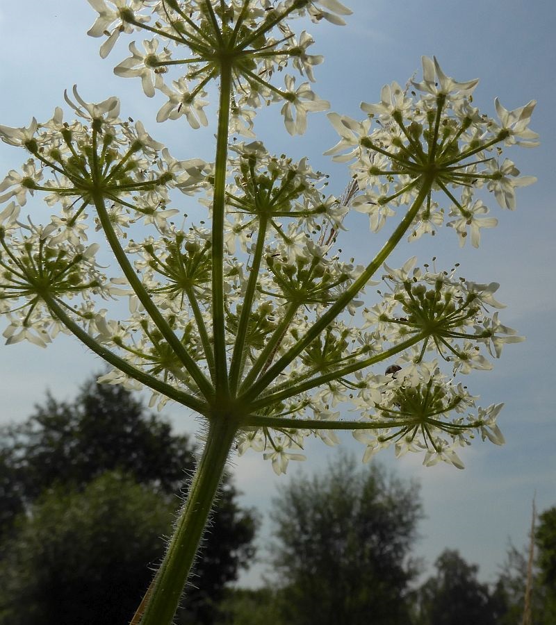 Heracleum sphondylium subsp. sphondylium (door Hanneke Waller)