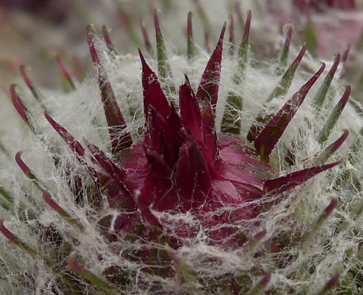 Arctium tomentosum (door Hanneke Waller)