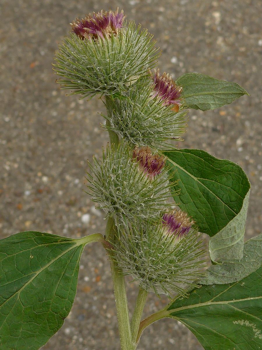 Arctium minus (door Hanneke Waller)