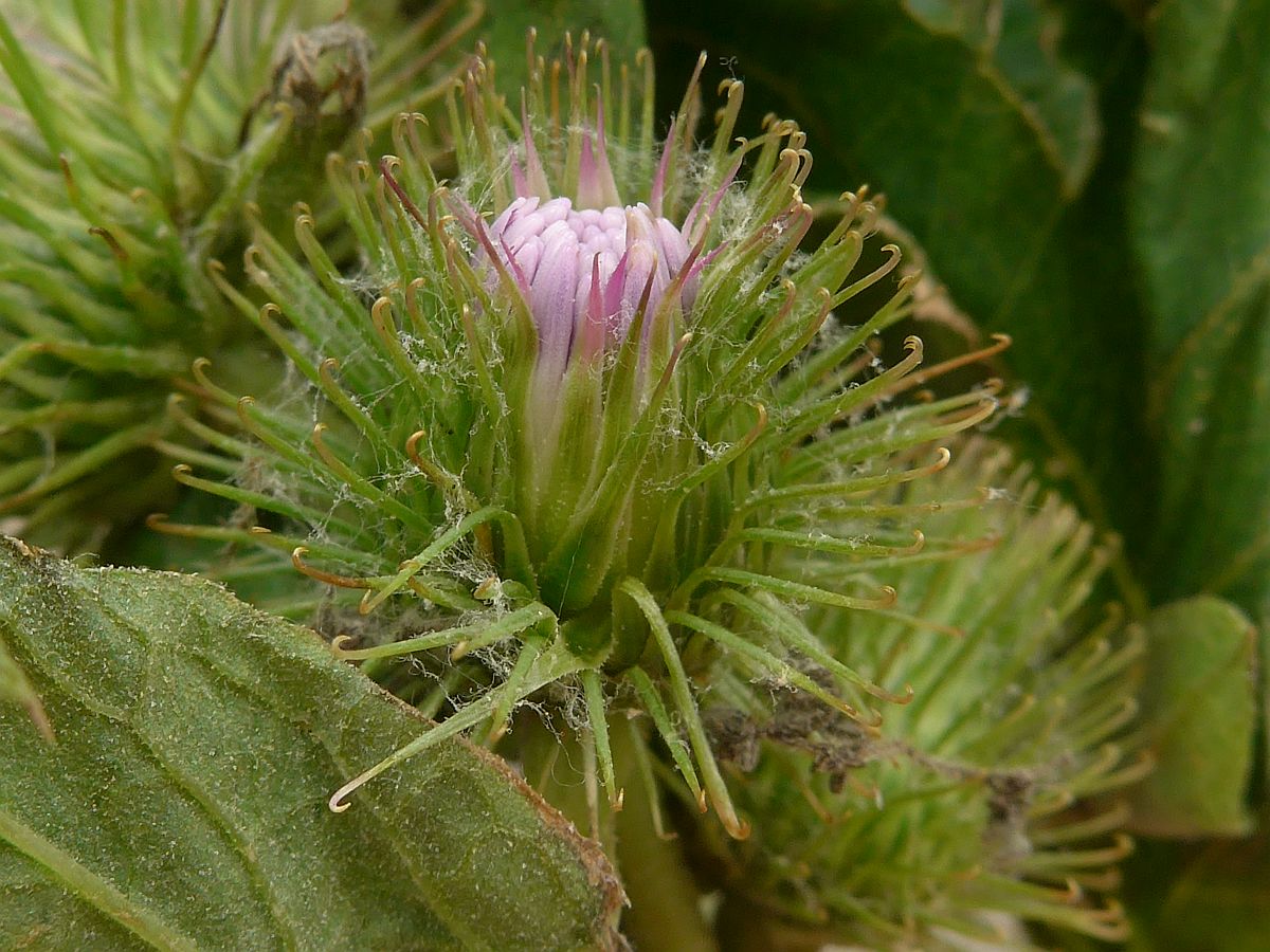 Arctium minus (door Hanneke Waller)