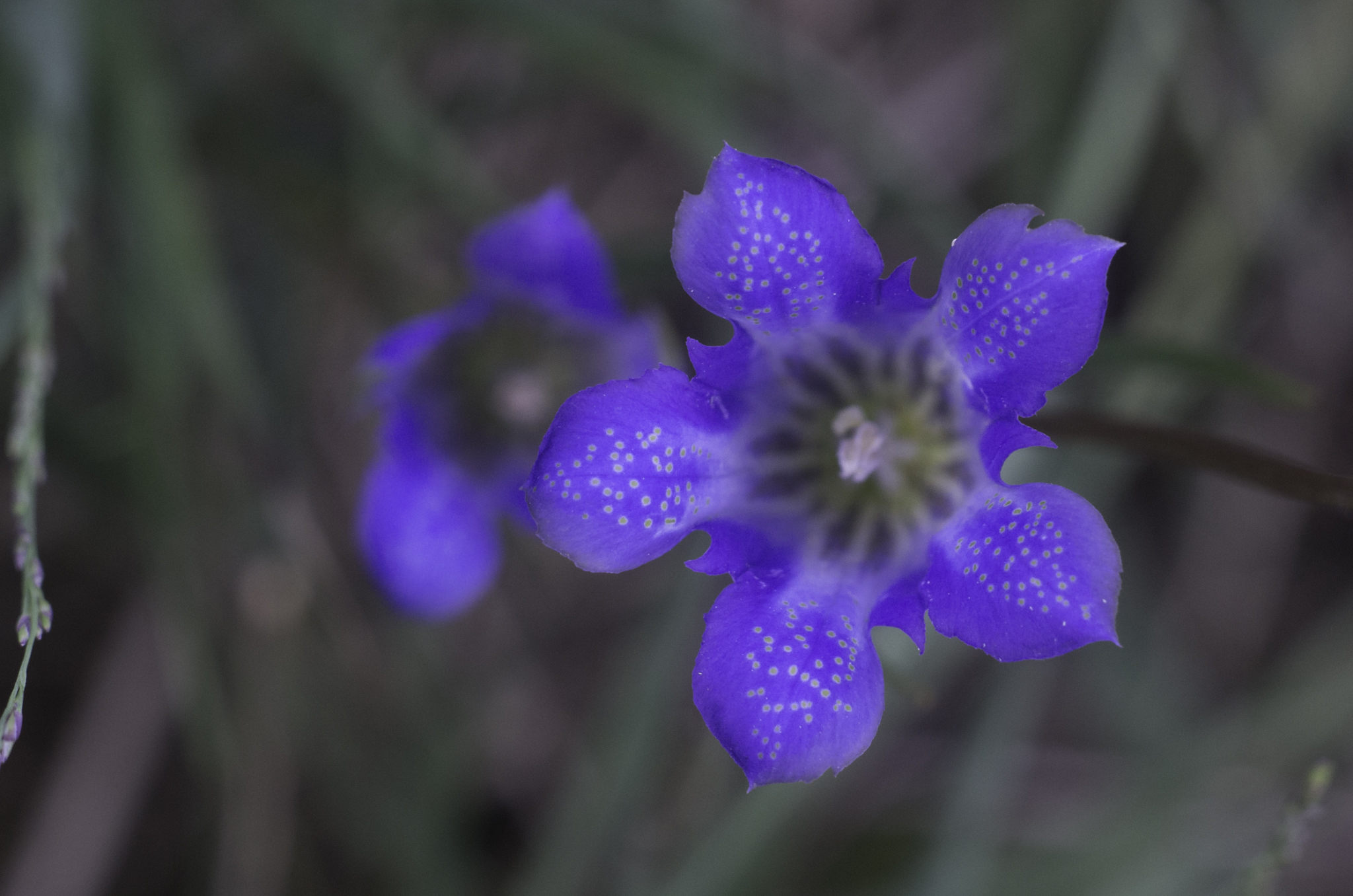 Gentiana pneumonanthe (door Rense Haveman)