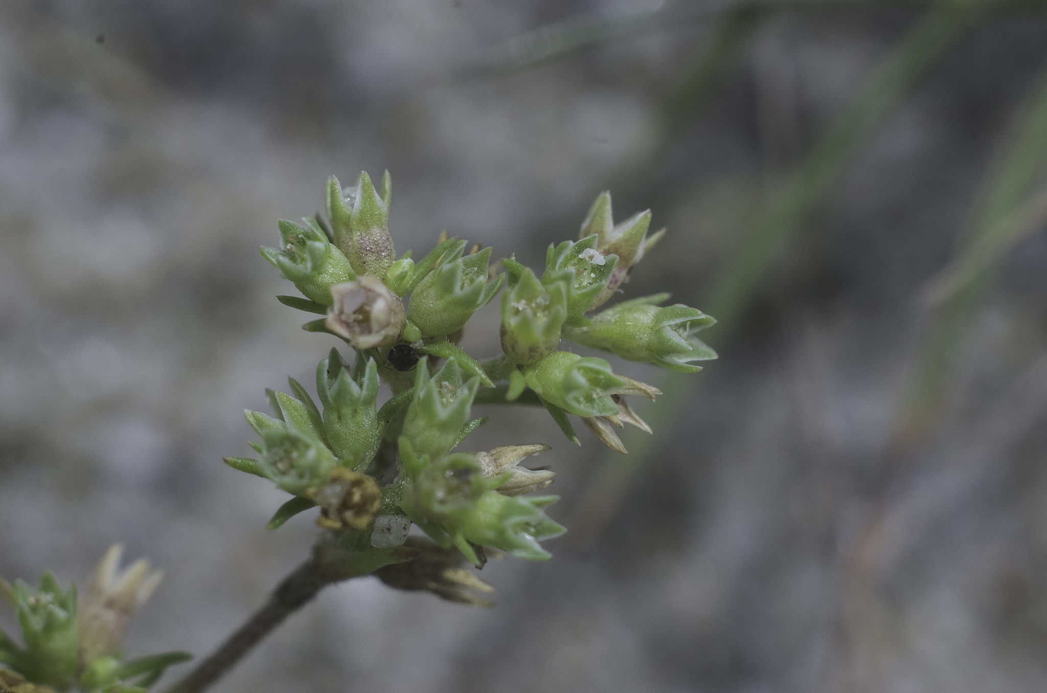 Scleranthus annuus subsp. polycarpos (door Rense Haveman)