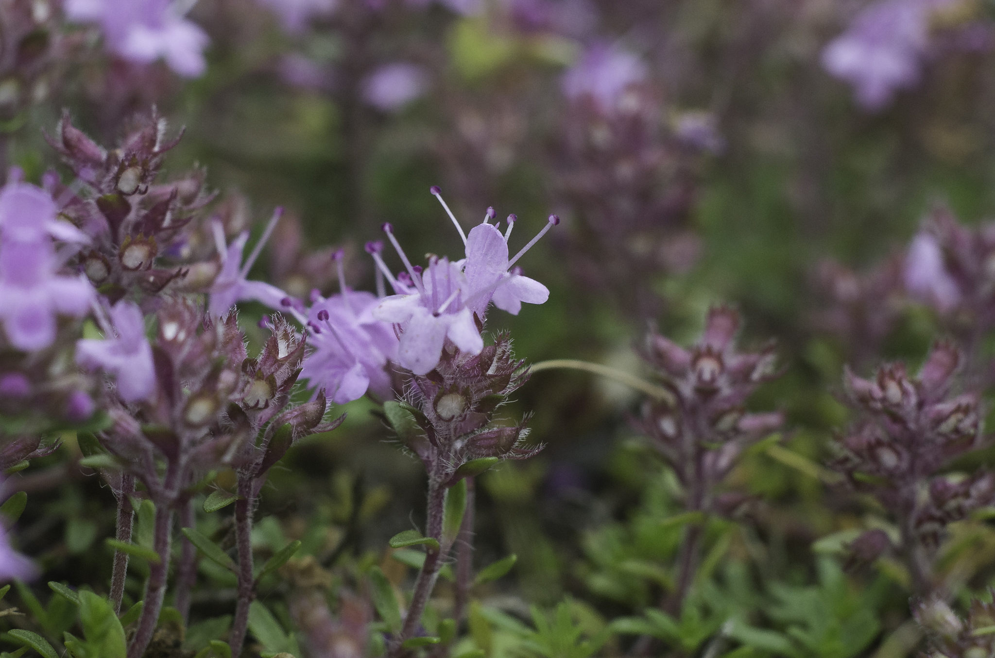 Thymus serpyllum (door Rense Haveman)