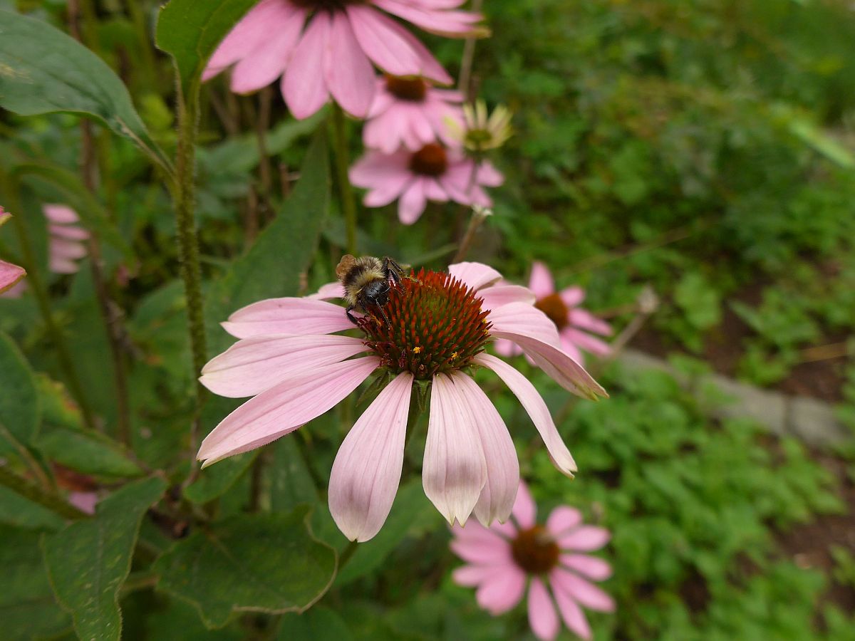 Echinacea purpurea (door Hanneke Waller)