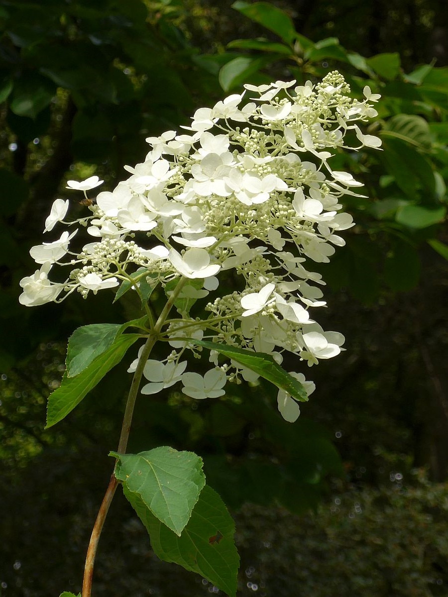 Hydrangea paniculata (door Hanneke Waller)