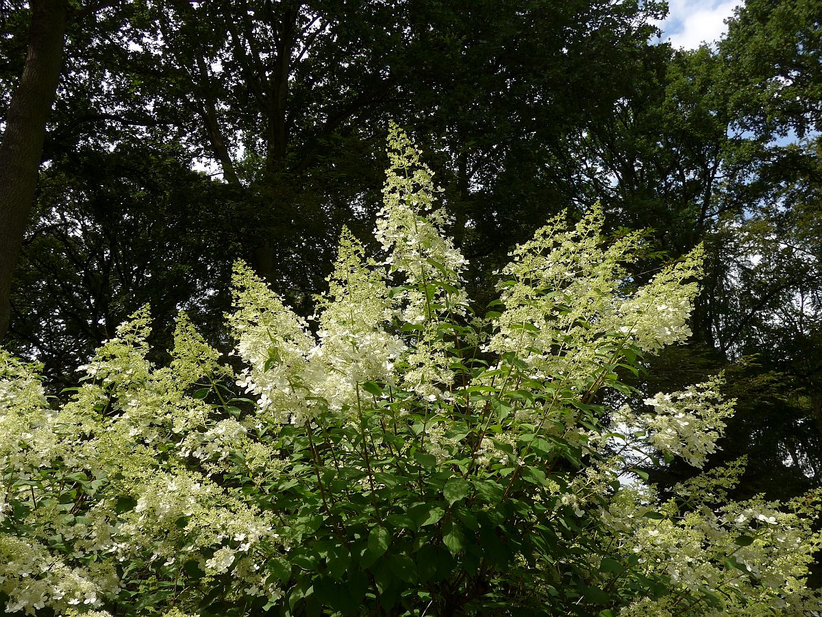 Hydrangea paniculata (door Hanneke Waller)