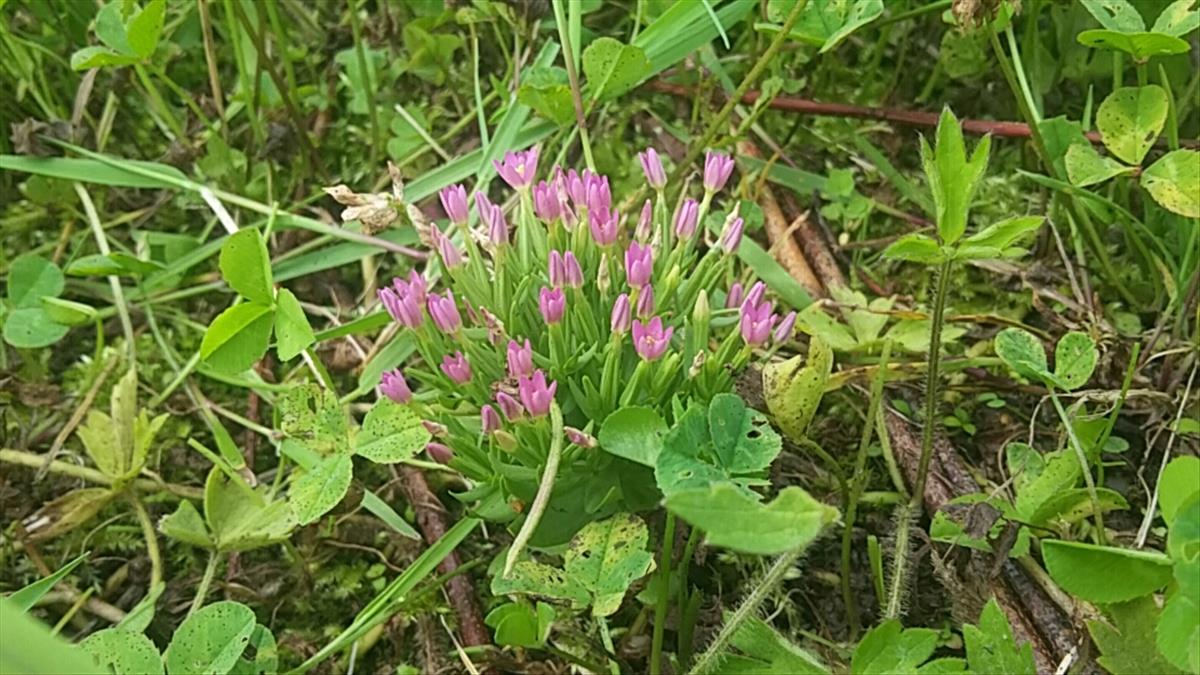 Centaurium pulchellum (door Frank Klinge)