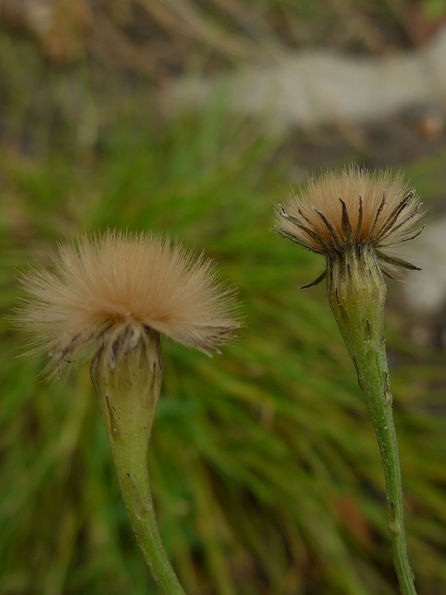 Scorzoneroides autumnalis (door Hanneke Waller)