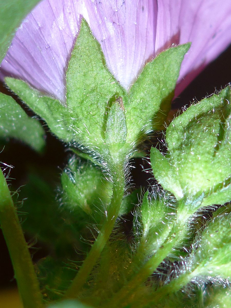 Malva moschata (door Hanneke Waller)