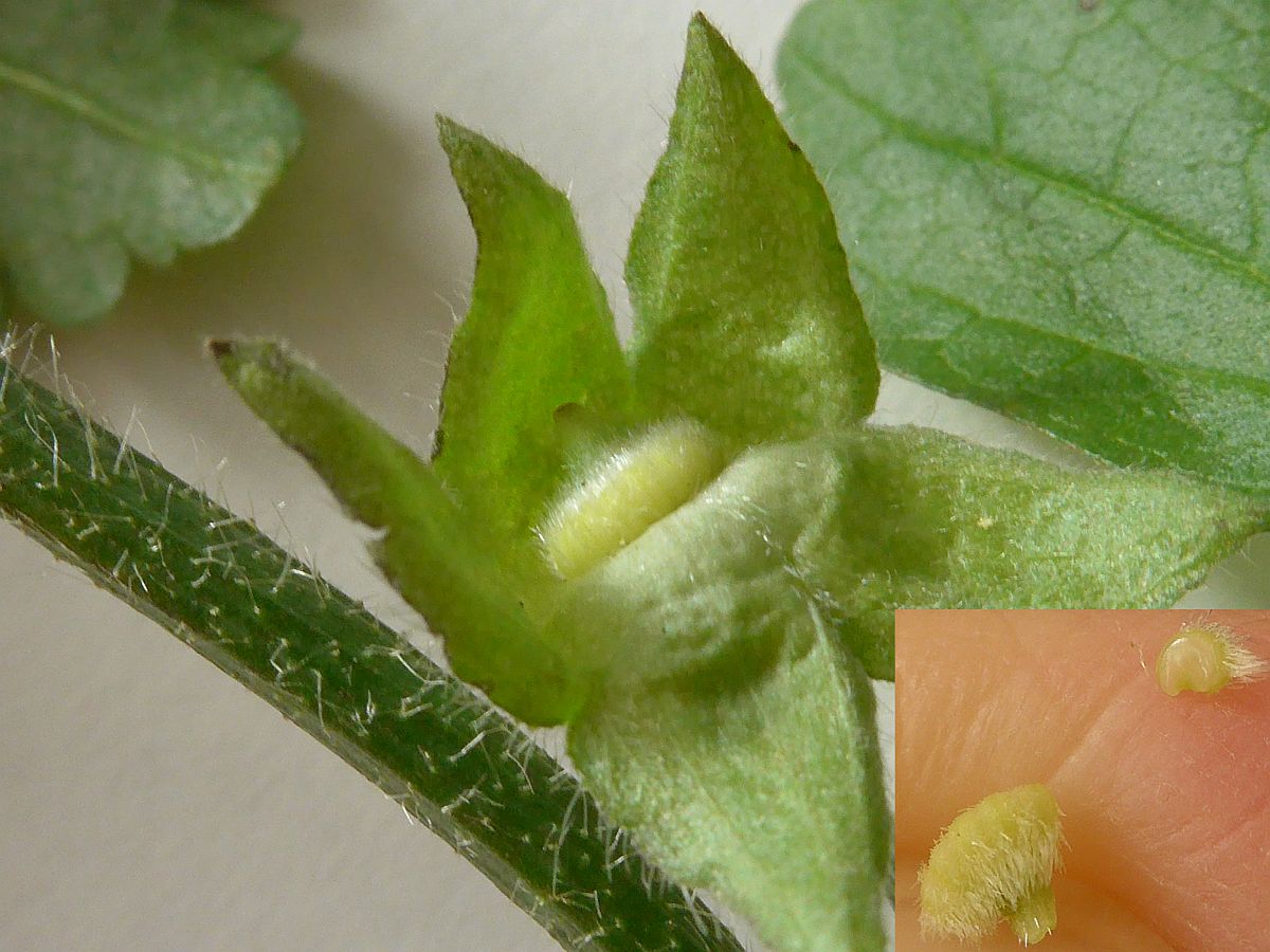 Malva moschata (door Hanneke Waller)
