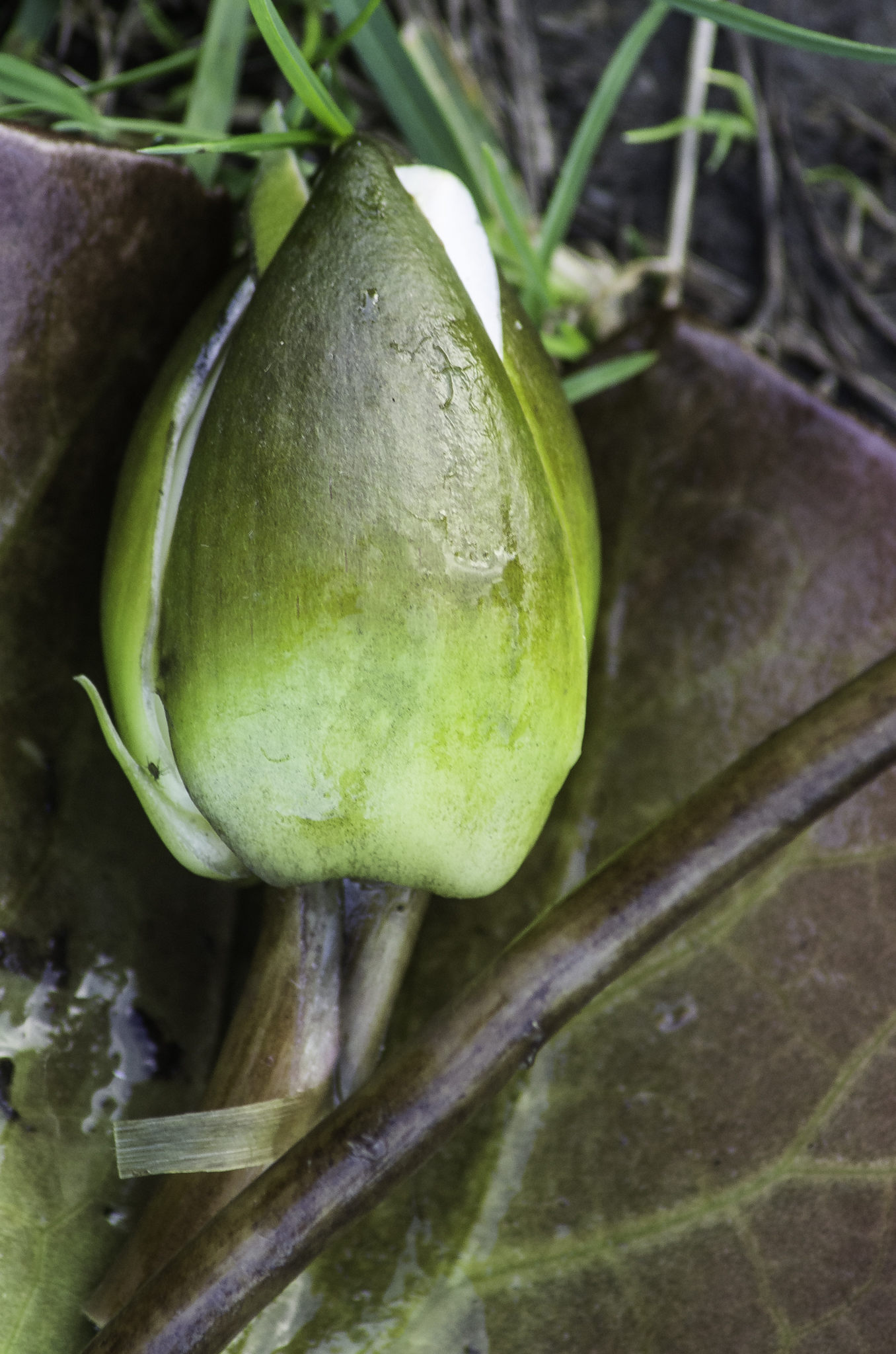 Nymphaea candida (door Rense Haveman)