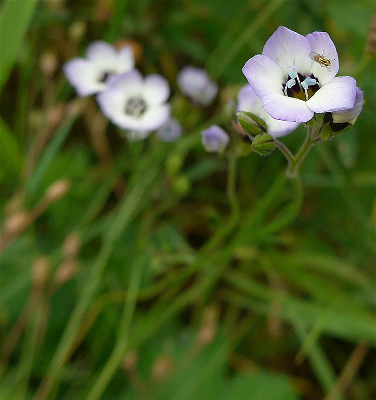 Gilia tricolor (door Hanneke Waller)