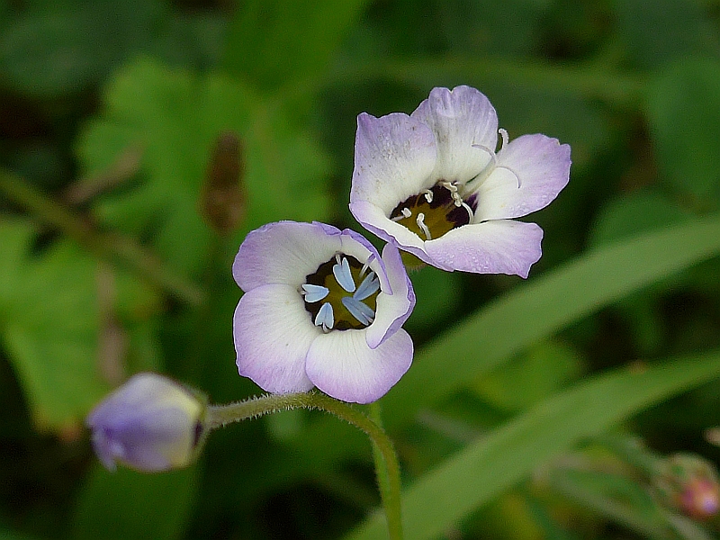 Gilia tricolor (door Hanneke Waller)