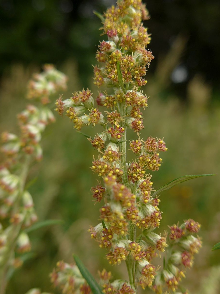 Artemisia vulgaris (door Hanneke Waller)