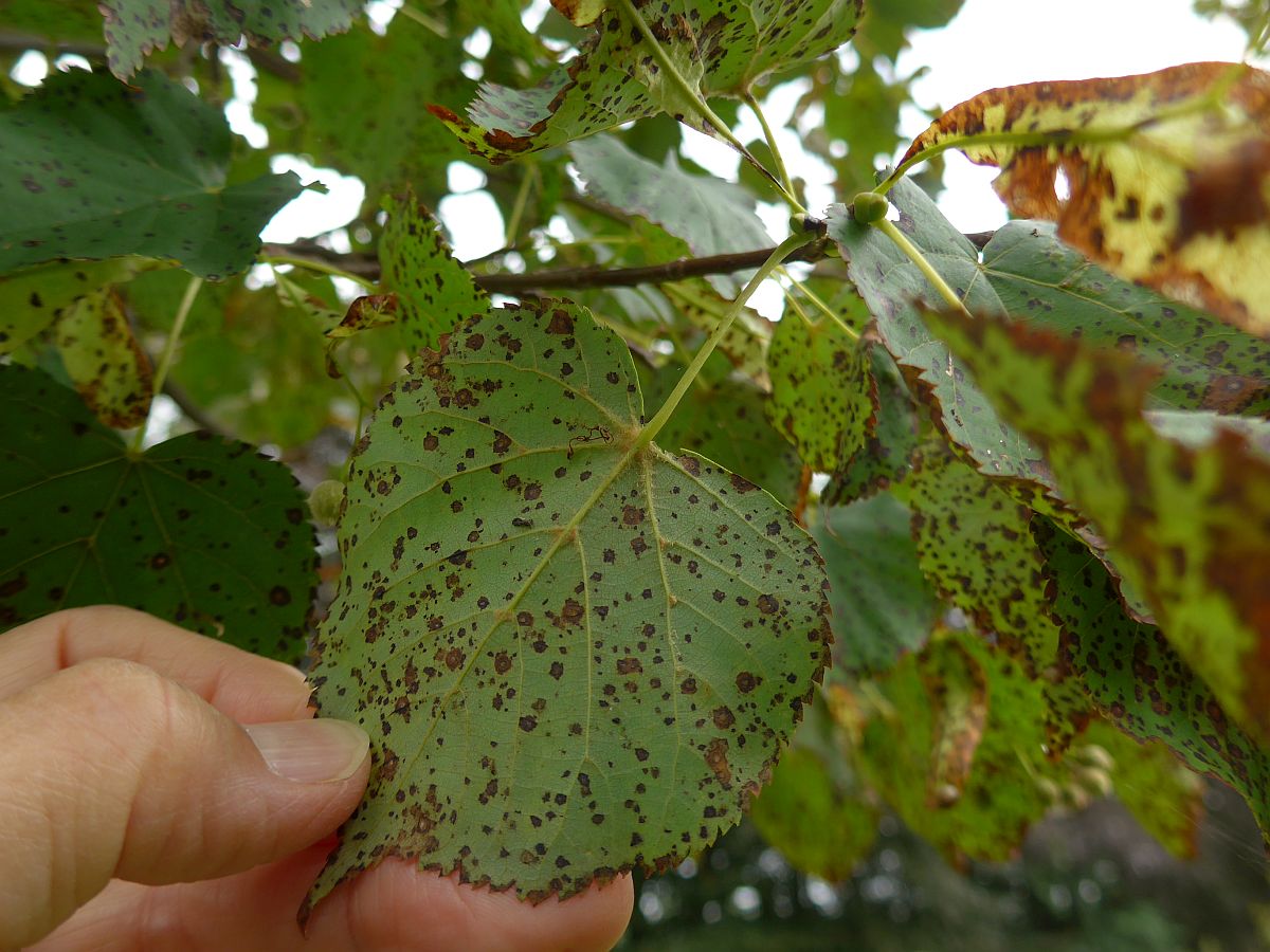 Tilia cordata (door Hanneke Waller)