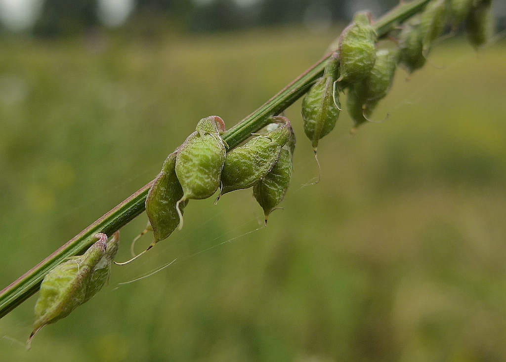 Melilotus altissimus (door Hanneke Waller)