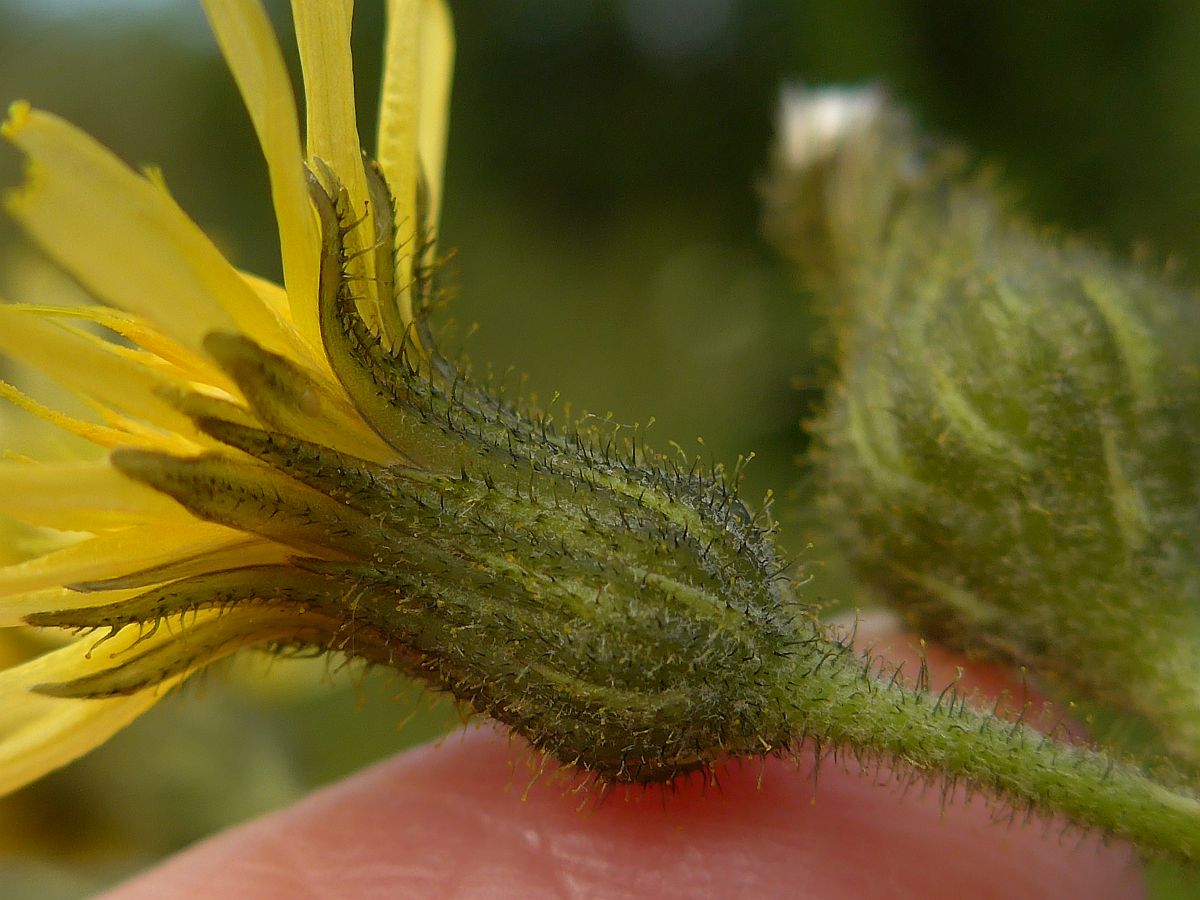 Sonchus palustris (door Hanneke Waller)