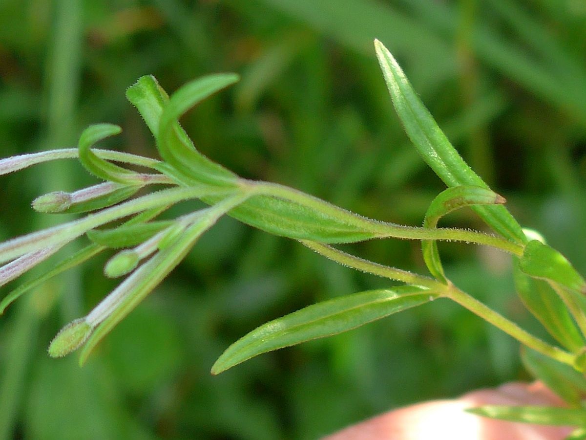 Epilobium palustre (door Hanneke Waller)