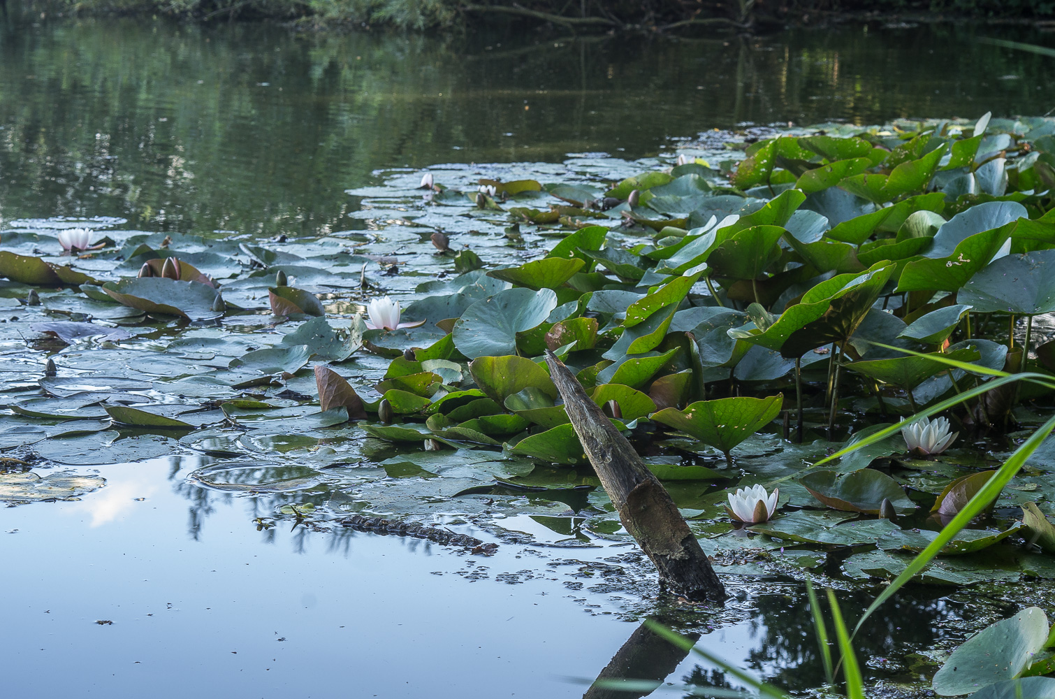 Nymphaea marliacea (door Rense Haveman)