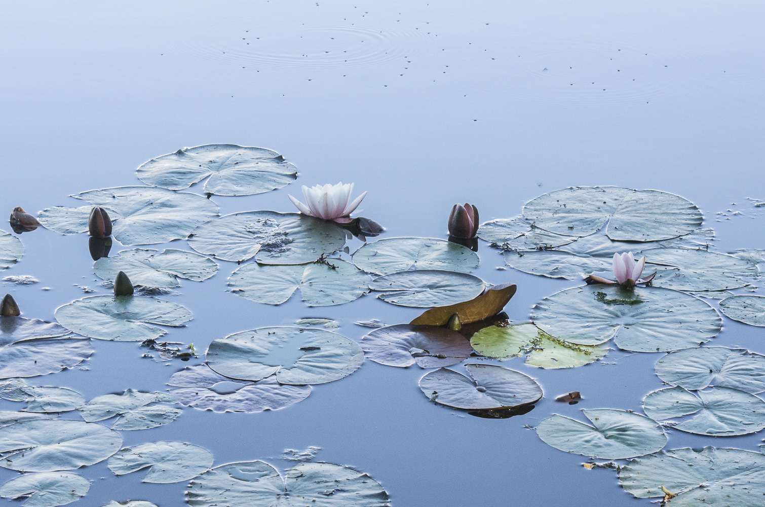 Nymphaea marliacea (door Rense Haveman)