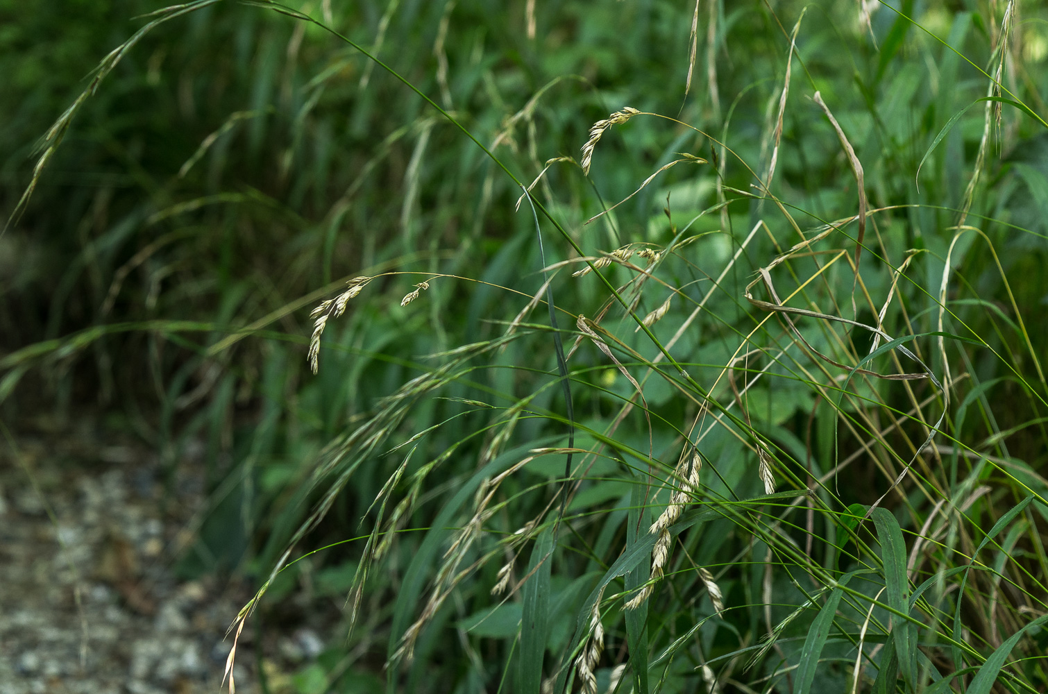 Dactylis glomerata subsp. lobata (door Rense Haveman)