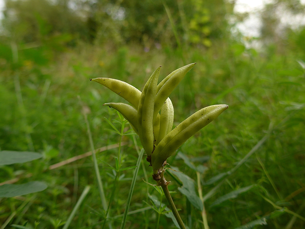 Astragalus glycyphyllos (door Hanneke Waller)