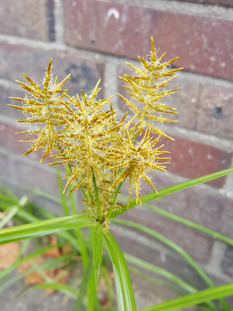 Cyperus esculentus (door Hanneke Waller)