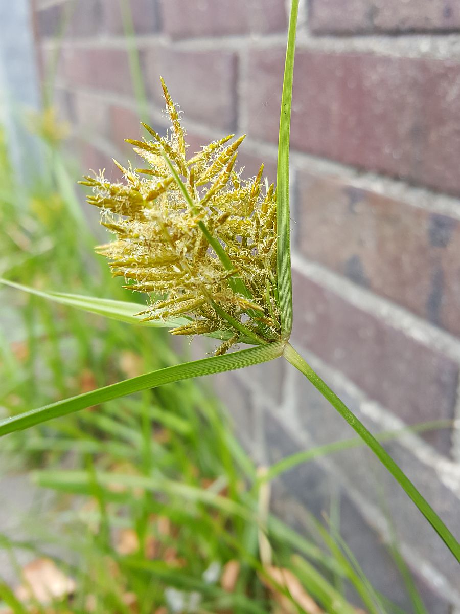 Cyperus esculentus (door Hanneke Waller)