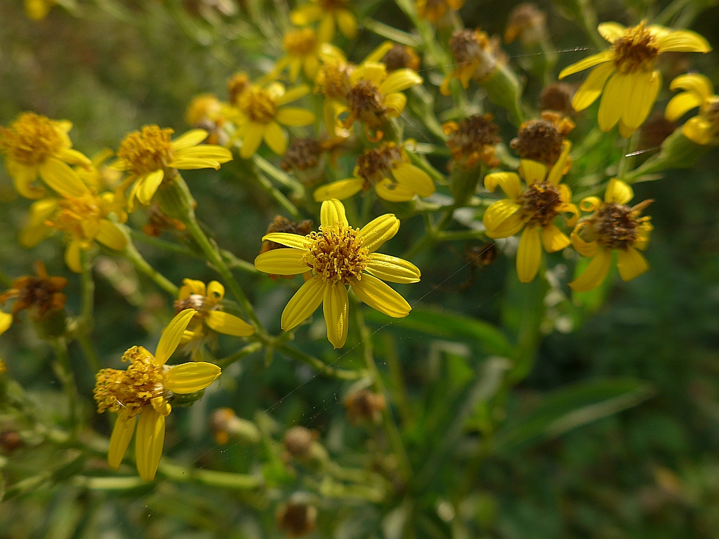 Senecio sarracenicus (door Hanneke Waller)