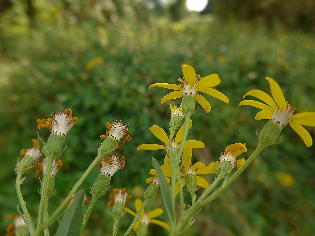 Senecio sarracenicus (door Hanneke Waller)