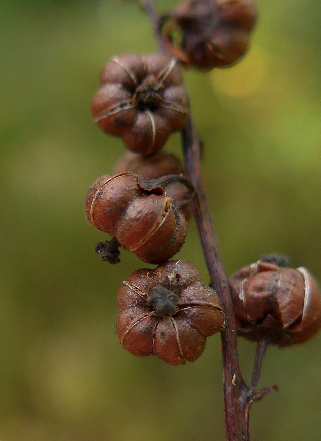 Pyrola minor (door Hanneke Waller)