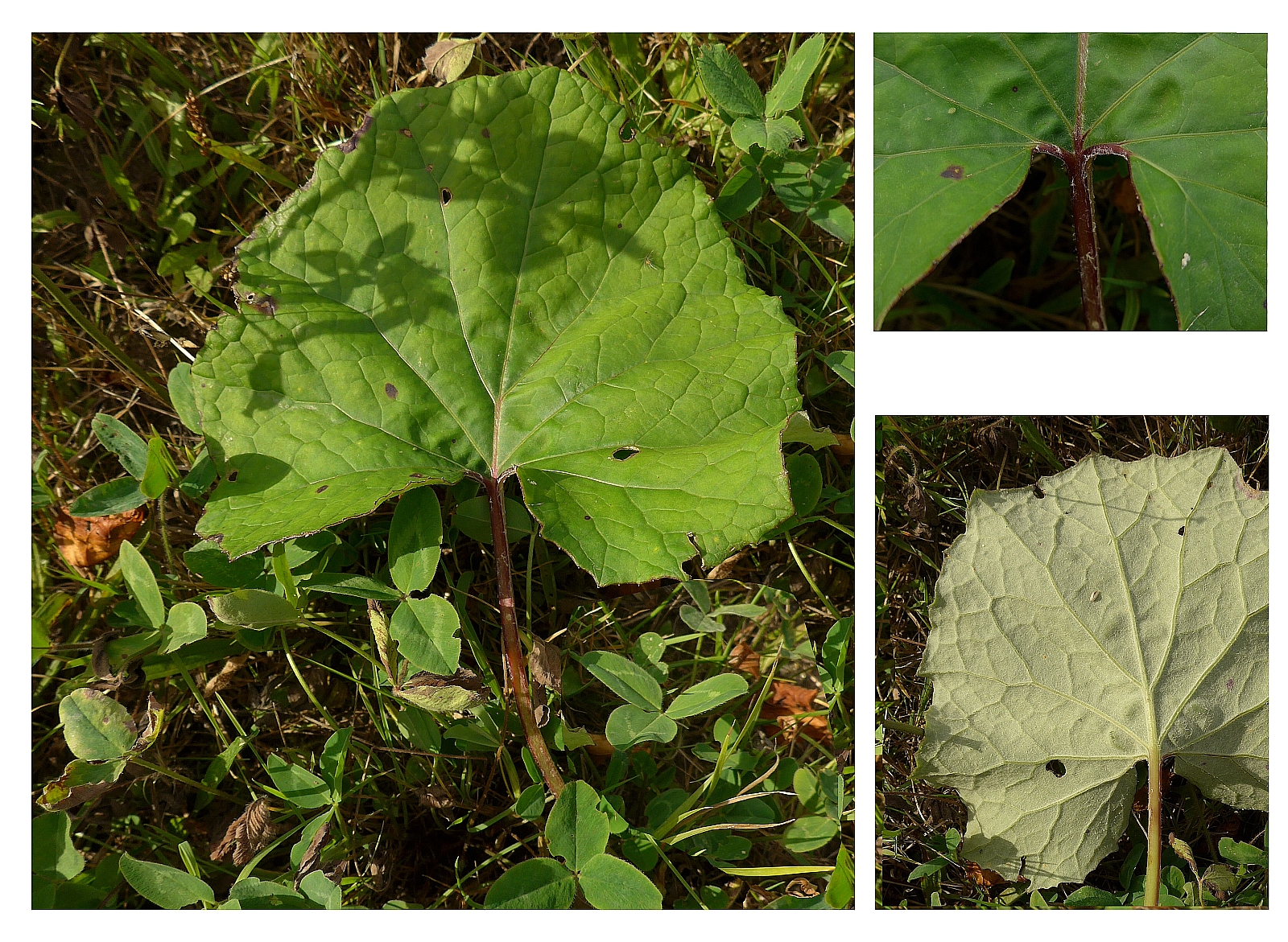 Petasites hybridus (door Hanneke Waller)