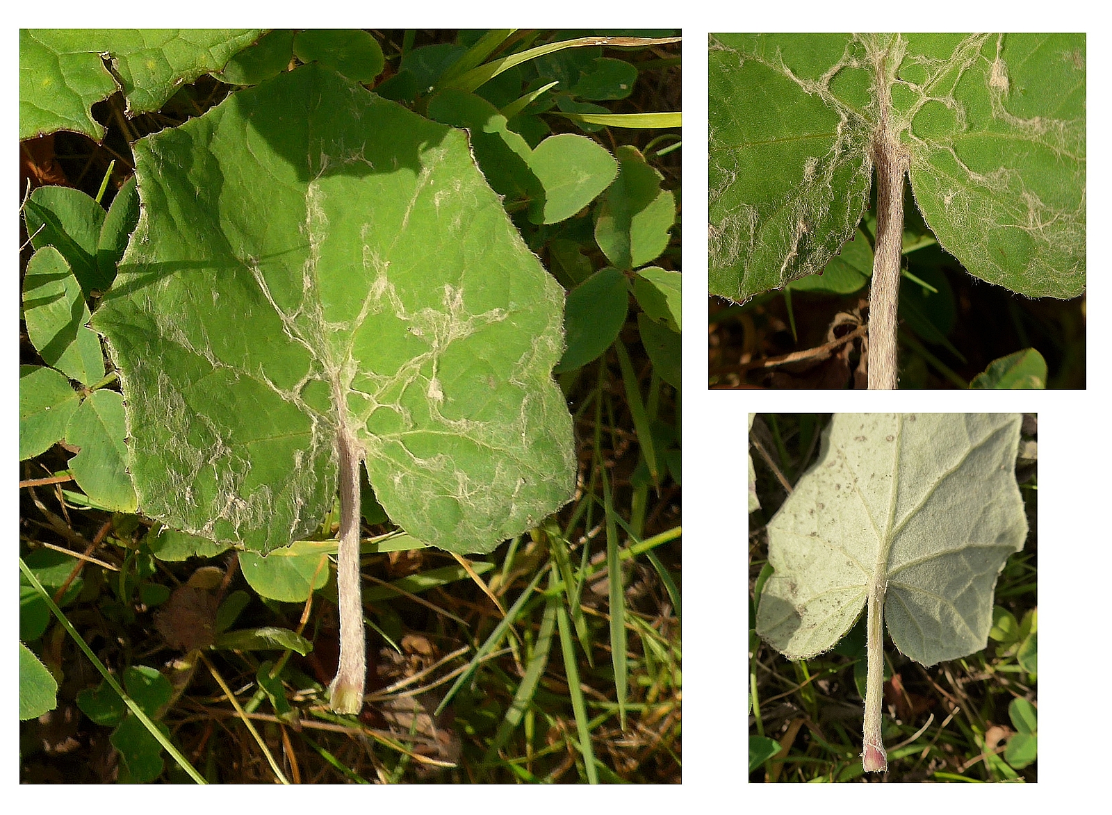 Tussilago farfara (door Hanneke Waller)