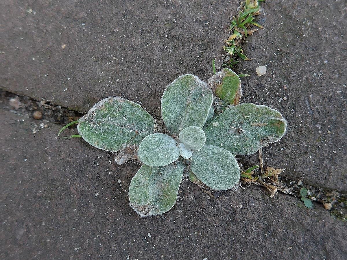 Pseudognaphalium luteoalbum (door Hanneke Waller)