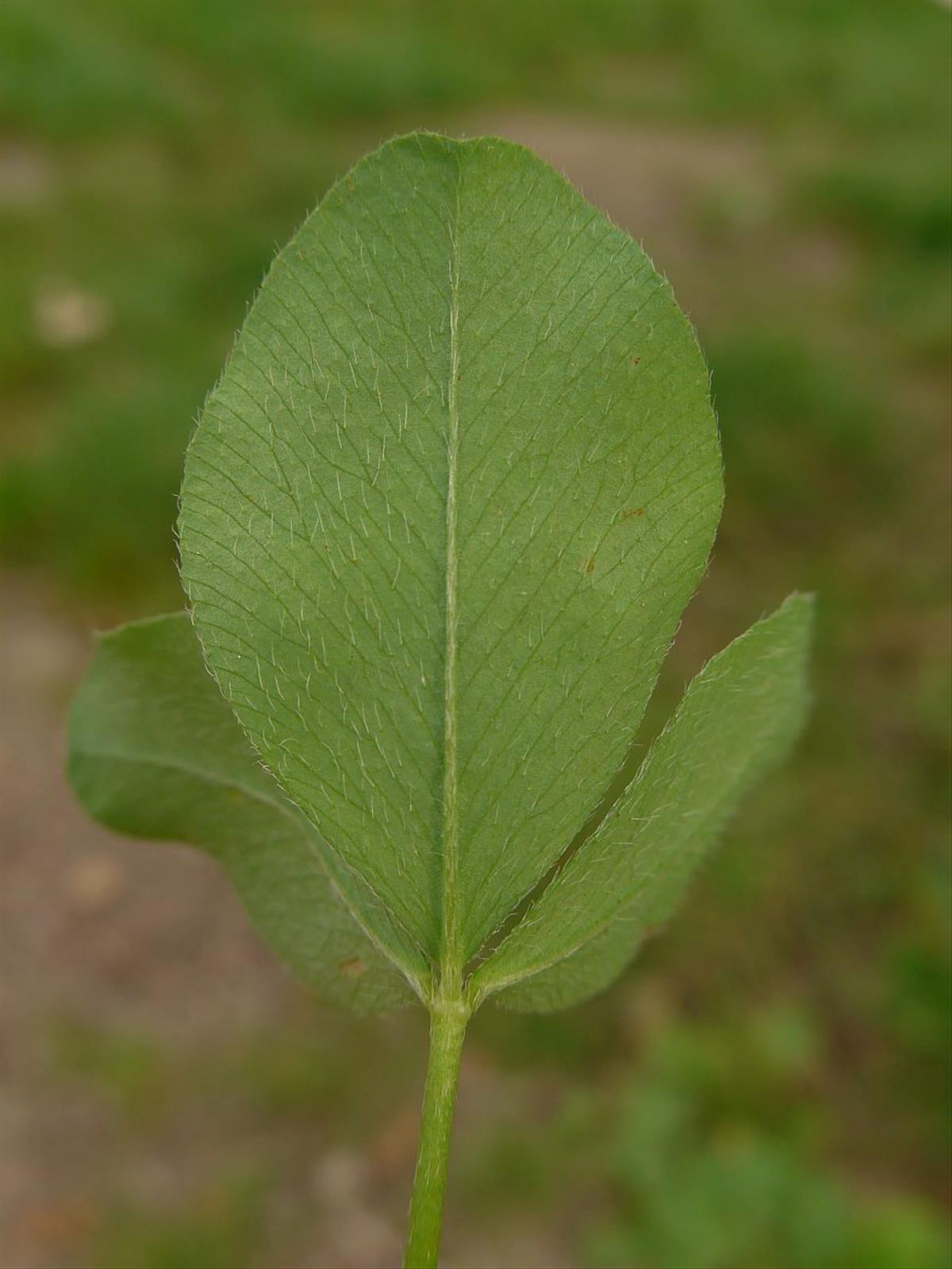 Trifolium pratense (door Hanneke Waller)