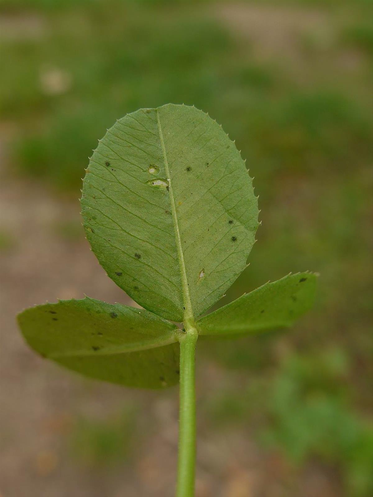 Trifolium repens (door Hanneke Waller)