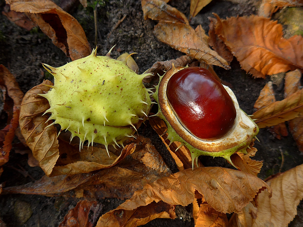 Aesculus hippocastanum (door Hanneke Waller)